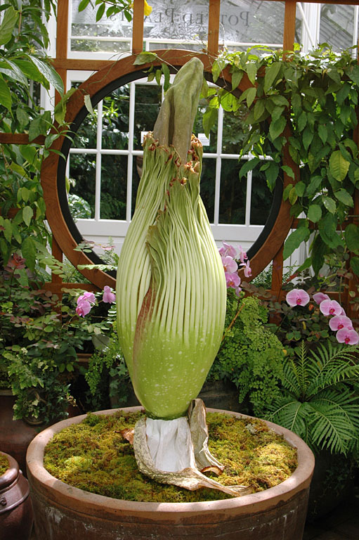 Titan Arum